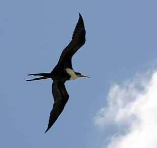 Mexico, frigate bird