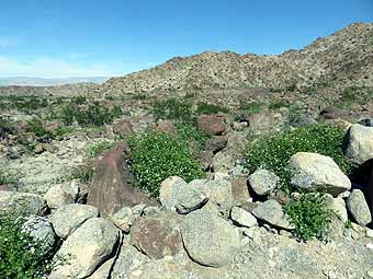 Palm Desert hike, pincushion rocks