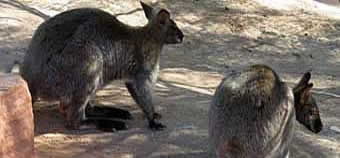 Desert Palms zoo wallabys