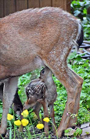 NURSING FAWN