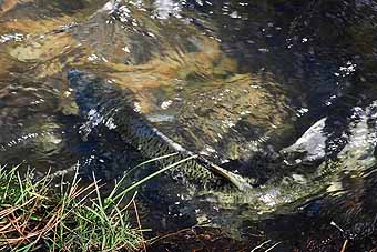 Klamath River salmon after spawning