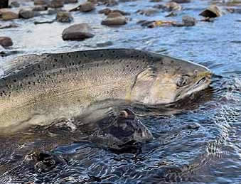 Chinook on Klamath River