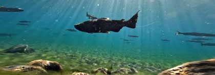 Klamath River salmoin