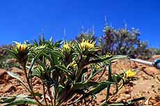 John Day - Cusick’s golden weed