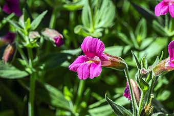 John Day - Great purple monkey flower