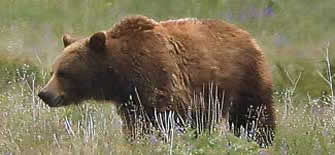 Montana grizzly bear