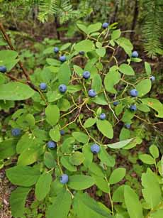 Bike Oregon, oval leaf blueberry
