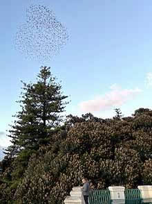 Ortigia murmuration of sparrows