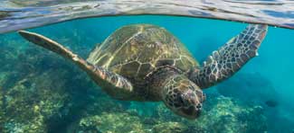 Maui sea turtle