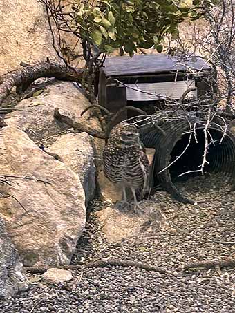 High Desert Museum owl
