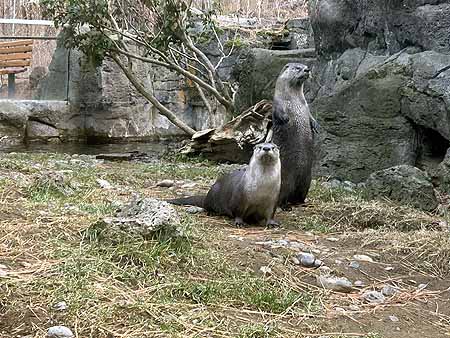 High Desert Museum standing otters