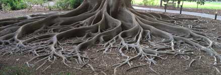 Tree roots